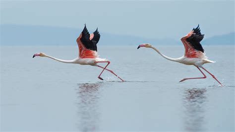 Two White And Pink Flamingos Running On Water 4k Wallpaper Imágenes