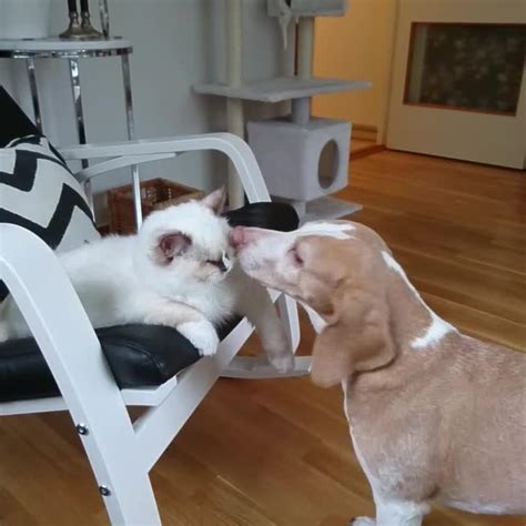 Dog Makes Snarly Face At Being Licked By Cat Jukin Media Inc