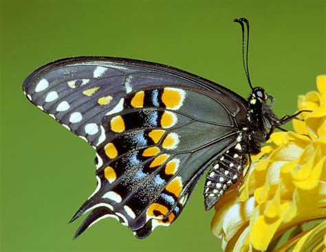 Black Swallowtail Butterfly Photograph By Millard H Sharp