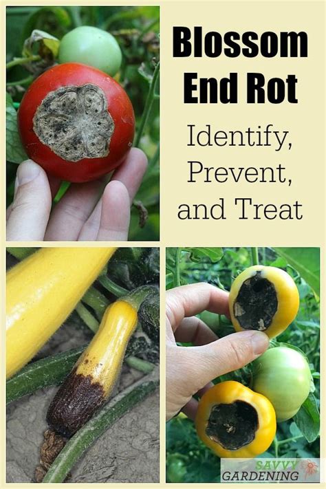 Blossom End Rot How To Identify Prevent And Treat Vegetable Garden
