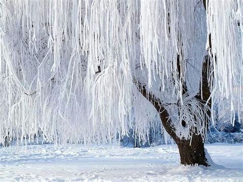 Snow Covered Weeping Willow Tree Natures Beauty Pinterest Trees