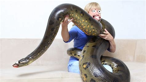 15 Interesting Facts You Never Knew About Anacondas Beano