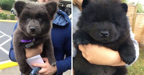 18 adorable chubby puppies that could easily be mistaken for teddy bears