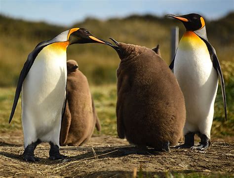 Emperor Penguin Facts Worldatlas