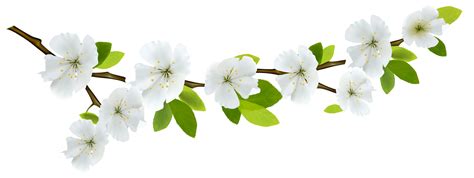 Branch And Flowers Transparent Png Stickpng