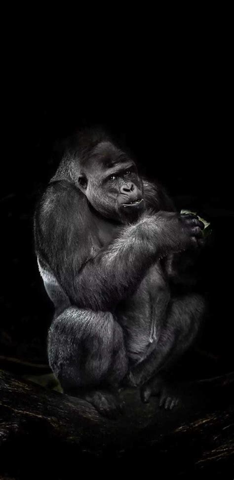 4k Gorilla Tag Wallpaper Explore More Animal Another Axiom Character