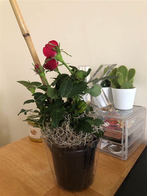Any Tips For Caring For Mini Roses Where Should I Keep Them And Should