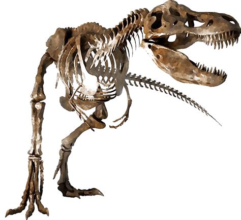 Fossils PNG Transparent Images - PNG All gambar png
