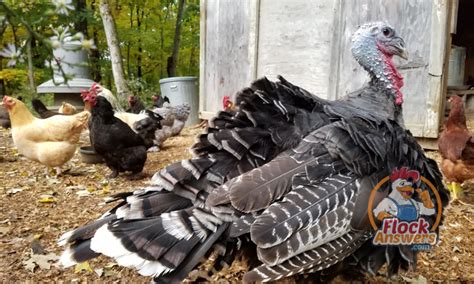 Raising Turkeys With Chickens Is It A Good Idea Backyard Poultry