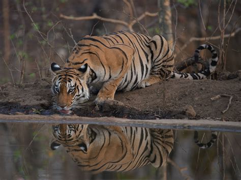8 Noteworthy Bengal Tiger Adaptations That Help It Survive