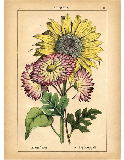 12 Sunflower Images Beautiful Pictures Vintage Botanical Prints