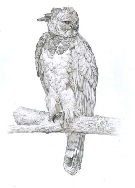 Harpy Eagle Drawing In Stages