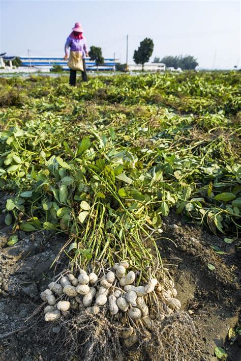 Harvesting Peanut Plant On Sandy Soil Background Stock Image Image Of