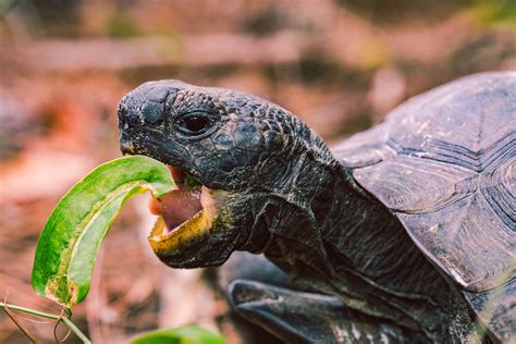 Best Pet Turtles That Stay Small - Animal Friends