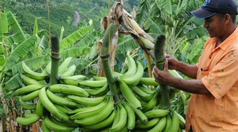Descubre Todo Sobre La Agricultura En Colombia Y Mucho Más