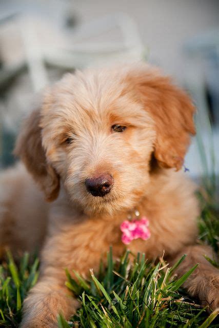 Cute Goldendoodle Puppy Goldendoodle Puppy Cute Dogs Puppies