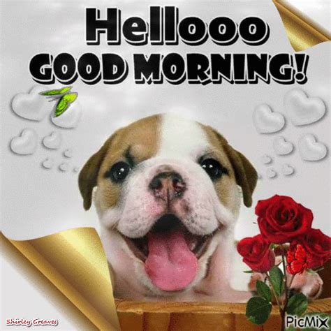 Hellooo Good Morning Dog  Pictures Photos And Images For Facebook