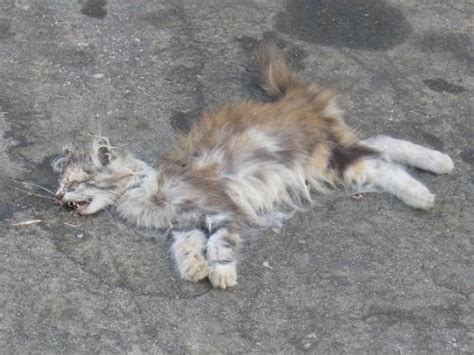 Dead Cat On The Street Flattened Dead Cat Mylot