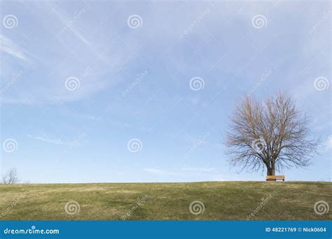 Tree On A Hill Stock Image Image Of Hill Park Grass 48221769