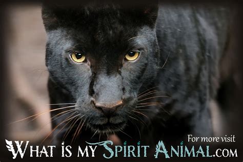The people estimated that 20 florida panthers could be found in the wild life in florida panthers are a protected animal. Panther Facts, Songs, Movies & Trivia | Mammal Animal Facts