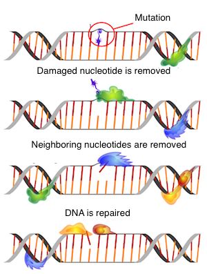 Point mutations are the most common type of mutation and there are two types. DNA Mutations vs. RNA Mutations | Study.com