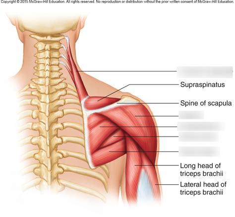 Muscles Of The Posterior Surface Of The Scapula And Arm Diagram Quizlet