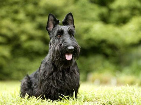 Scottish Terrier Information And Dog Breed Facts Pets Feed