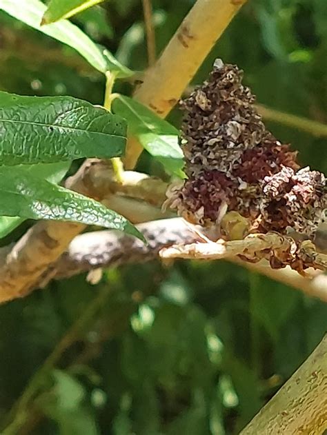 Lumps Growths On Tree Please Can Anyone Identify These — Bbc