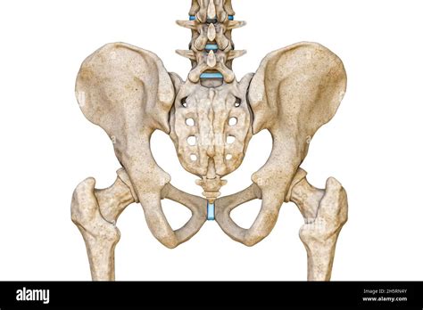 Anatomy Of Pelvis Hi Res Stock Photography And Images Alamy