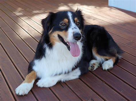 Australian Shepherd Information Dog Breeds At Thepetowners