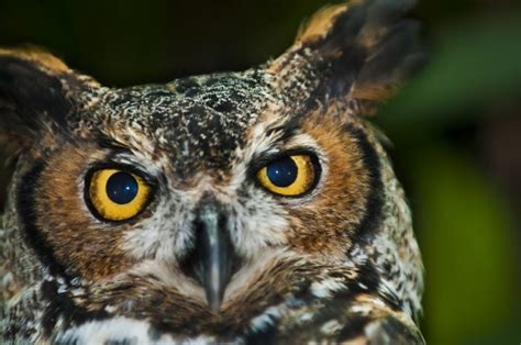 Great Horned Owl Head Shot — Stock Photo © Jilllang 8000038