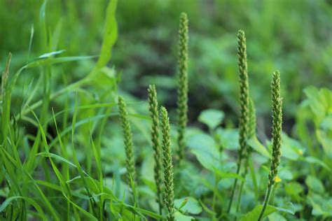 Broadleaf Plantain Grass Free Stock Photo Public Domain Pictures