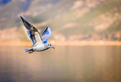 ¿por Qué Vuelan Las Aves Curiosidades