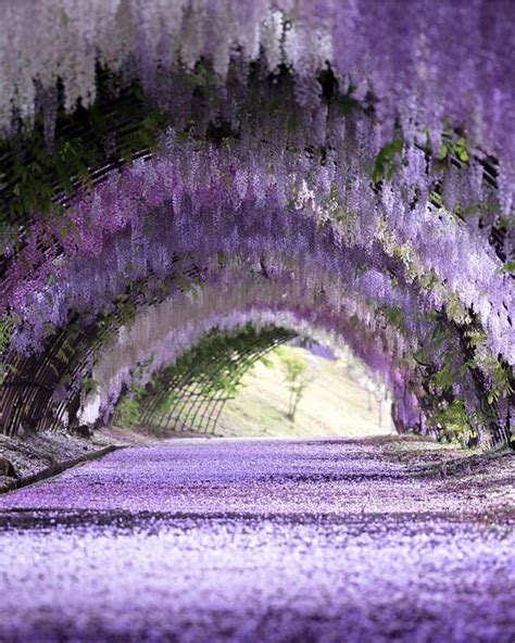 Kawachi Wisteria Garden Japan Spring Flower Purple With Images