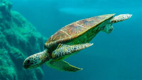 World Turtle Day 2021 Date History Significance And Quotes