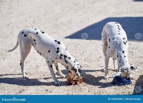 Two Dalmatian Puppies Eat From A Bowl Stock Image Image Of Dalmatian