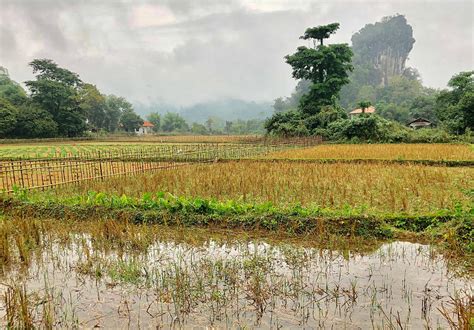 Laos Rice Paddy Field Vang Vieng Photograph by Ben Mercier