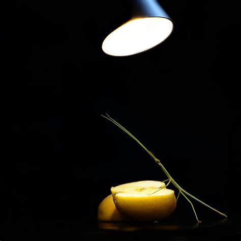 Free Images Apple Produce Lamp Yellow Lighting Light Fixture