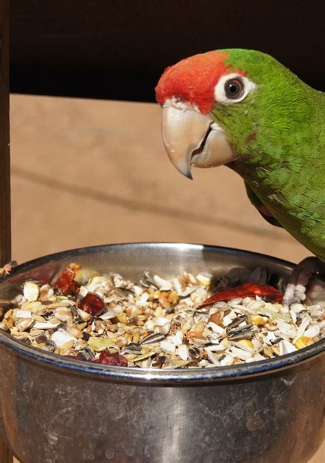 What Do Parrots Eat All About Parrot Food And Diet Psittacology