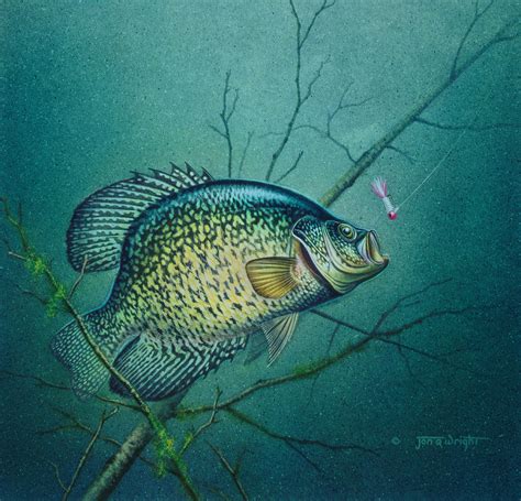 Crappie And Pink Jig Painting By Jq Licensing Fine Art America