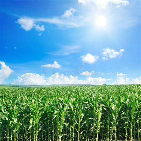 Green Field With Corn Blue Cloudy Sky And Sun Stock Photo Image Of