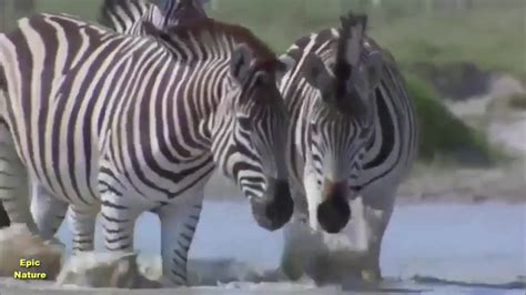The Great Zebra Exodus Nature Documentary Video Dailymotion