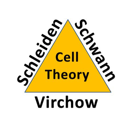 The Living Cells All Living Things Are Made Of Cells