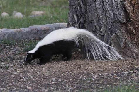 8 Fascinating Skunk Species