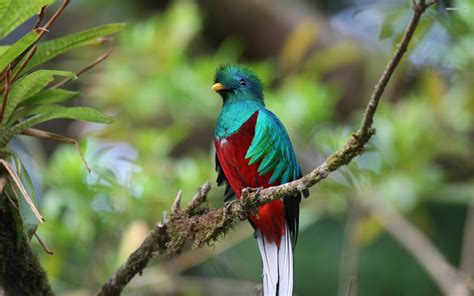 Quetzal Of Guatemala Hd Wallpapers And Backgrounds