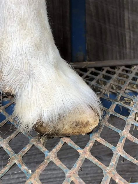 Overgrown Goat Hoof Care Steps To Take Timber Creek Farm