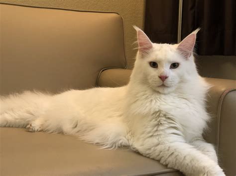 White Maine Coon This Could Be The Coolest One Ever