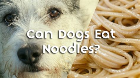 Cats are obligate carnivores, which means that they need meat to live. Can Dogs Eat Noodles? | Pet Consider
