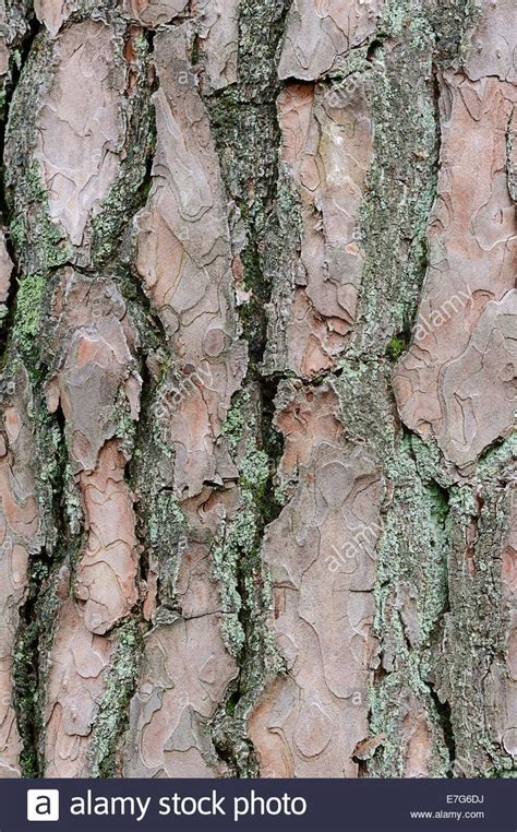 Download This Stock Image Scots Pine Pinus Sylvestris Bark
