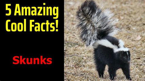 Fascinating Facts About Skunks Youtube
